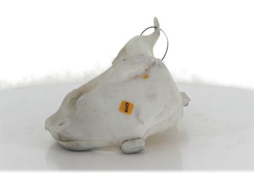 Used Windscreen washer tank PEUGEOT 307 SW (3H) [2002-2009]  24946944