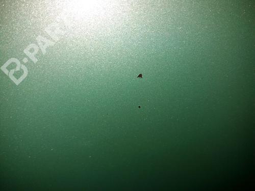 Hood CITROËN C2 (JM_) 1.1 | BP9383706C1 