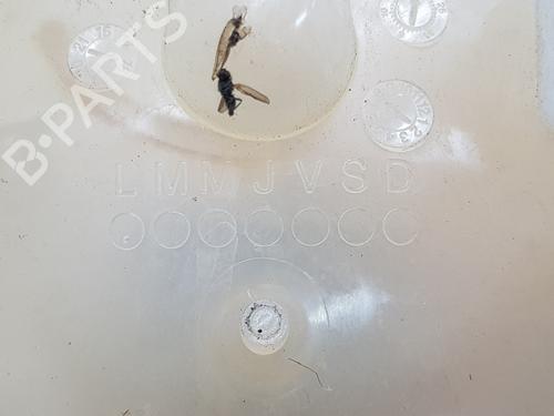 Expansion tank PEUGEOT 3008 II SUV (MC_, MR_, MJ_, M4_) 1.5 BlueHDi 130 | BP26973903C120