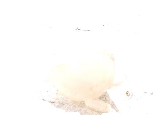 Expansion tank PEUGEOT 3008 I MPV (0U_) 1.6 HDi | BP13200560C120 