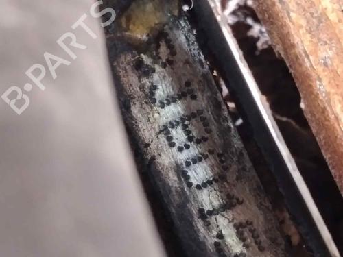 Engine SEAT ALTEA (5P1)  | BP27433970M1 