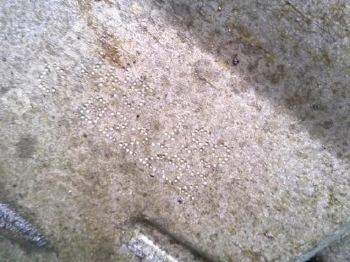 Gearbox NISSAN NOTE (E11, NE11) 1.5 dCi | BP30073942M3