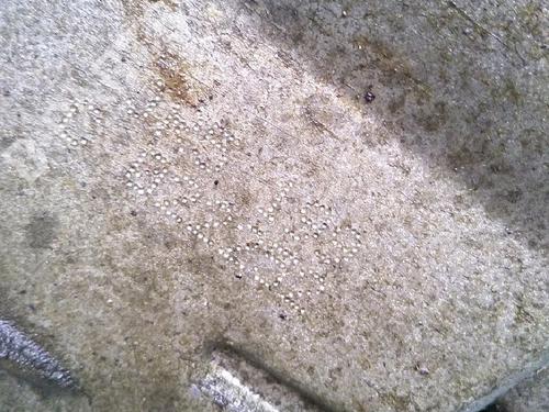 Gearbox NISSAN NOTE (E11, NE11) 1.5 dCi | BP30073942M3