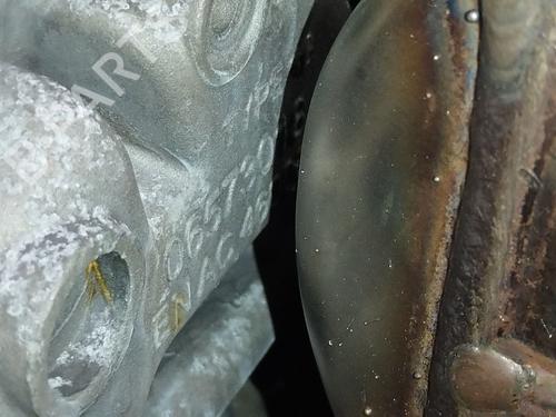 AC compressor OPEL ASTRA J Saloon 1.7 CDTI (69) | BP37295272M34 - Image 2