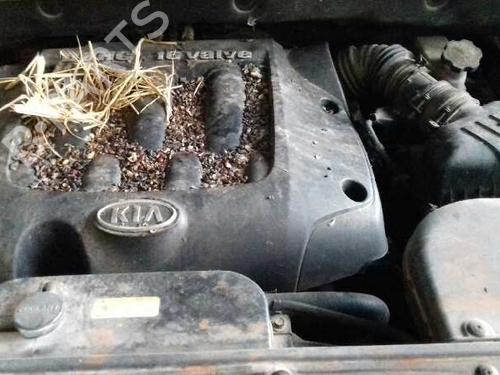Steering pump KIA SPORTAGE II (JE_, KM_) 2.0 i 16V | BP15958348M99 