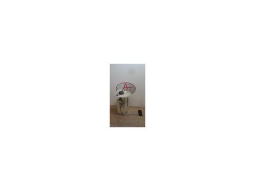 Kraftstoffpumpe für RENAULT MEGANE III Coupe (DZ0/1_) 1.5 dCi (DZ0A) (86 hp) 28334720