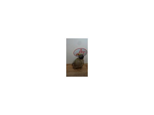 Used Expansion tank CITROËN C3 I (FC_, FN_) 1.4 i (73 hp) 13273822