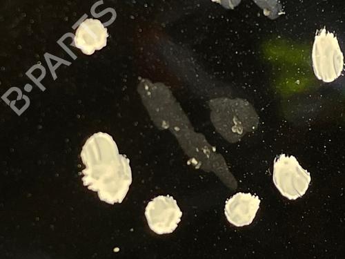 Hood MERCEDES-BENZ A-CLASS (W169) A 200 (169.033, 169.333) | BP31178598C1