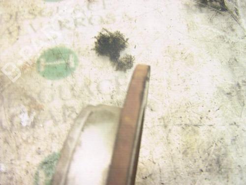 Other MG MG ZR  | BP14298949O1 