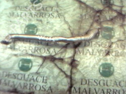 Used Pipe Pipe OPEL ASTRA H (A04) 1.6 (L48) (105 hp) 14290944 14290944