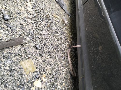 Used Step VW PASSAT B6 (3C2) 1.6 TDI (105 hp) 33013944