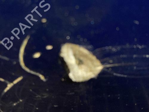 Rear bumper PEUGEOT 1007 (KM_) 1.4 | BP21964207C8 