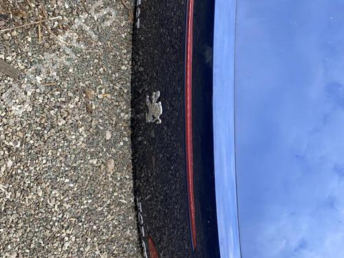 Tailgate PEUGEOT 307 CC (3B) 2.0 HDi 135 | BP19884123C6 