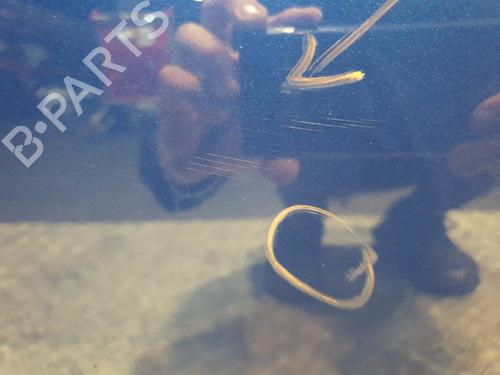 Right rear door RENAULT CLIO V (B7_) 1.0 TCe 90 (B7MT) | BP29221340C5 