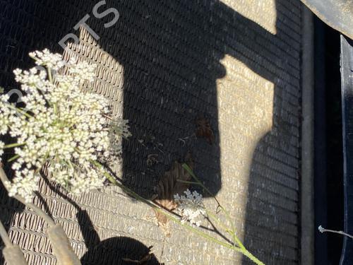 Køler SUZUKI VITARA (ET, TA, TD) 1.6 All-wheel Drive (SE416, TA01) | BP27370436M31