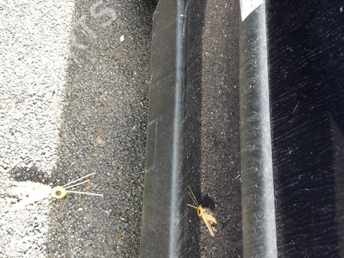 Door moulding trim OPEL ASTRA G Hatchback (T98) 1.7 DTI 16V (F08, F48) | BP22126807C150 