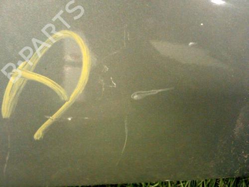 Used Right front fenders CITROËN XANTIA (X1_, X2_) 1.9 Turbo D (90 hp) 20887366