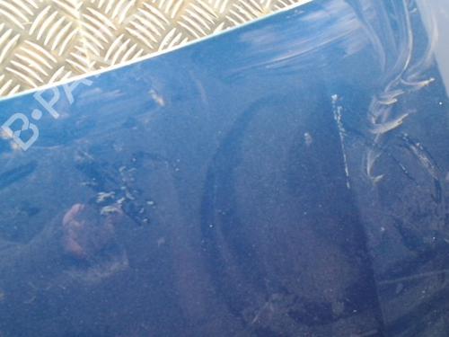 Capot BMW 3 (E90) 330 d | BP32330167C1