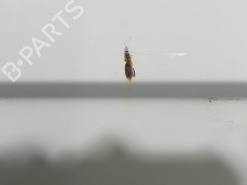 Right front door FIAT 126 (126_) 700 | BP22842040C3