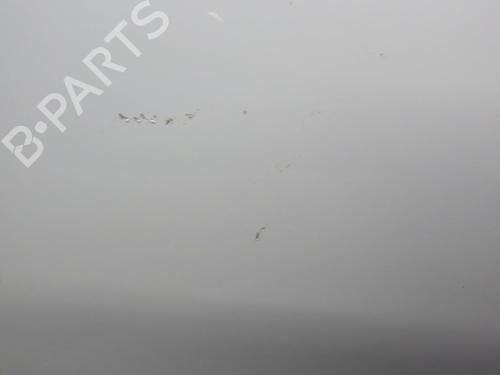 Hood FORD TRANSIT CONNECT (P65_, P70_, P80_) 1.8 Di | BP24289744C1