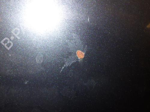 Hood PEUGEOT 107 (PM_, PN_) 1.0 | BP24285750C1 