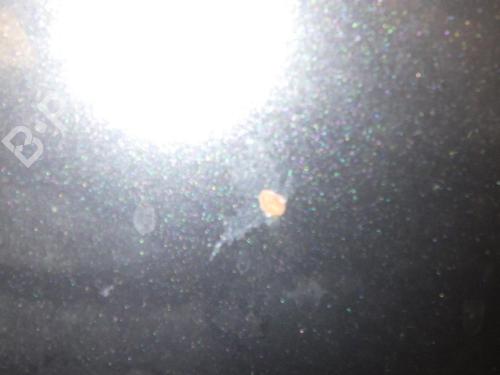 Hood PEUGEOT 107 (PM_, PN_) 1.0 | BP24285750C1 