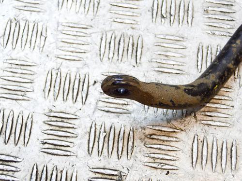 Anti roll bar TESLA MODEL S (5YJS) 70D AWD | BP14647992M96 