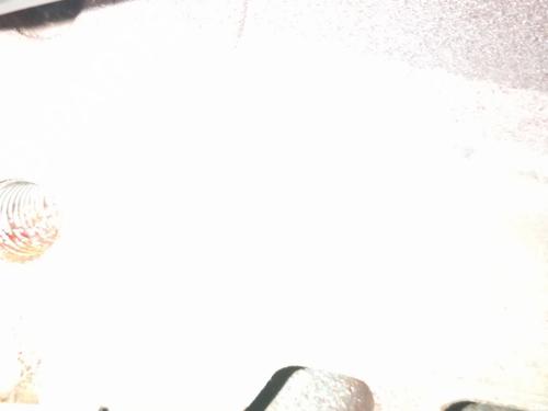 Used Engine Engine VW GOLF VII Variant (BA5, BV5) 1.6 TDI (105 hp) 32145516 32145516