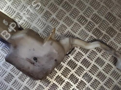 Used Windscreen washer tank Windscreen washer tank 35687899 35687899
