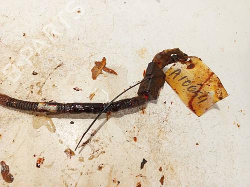 Cable DODGE CALIBER 2.0 CRD | BP34951253E12 - Image 2