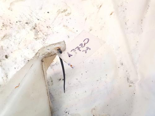 Sprinklertank FORD FOCUS C-MAX (DM2) 2.0 TDCi | BP35467183C113 - Image 2