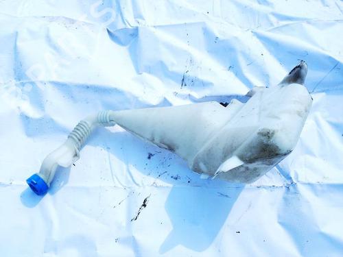 Used Windscreen washer tank Windscreen washer tank TESLA MODEL S (5YJS) 75 (388 hp) 35831268 35831268