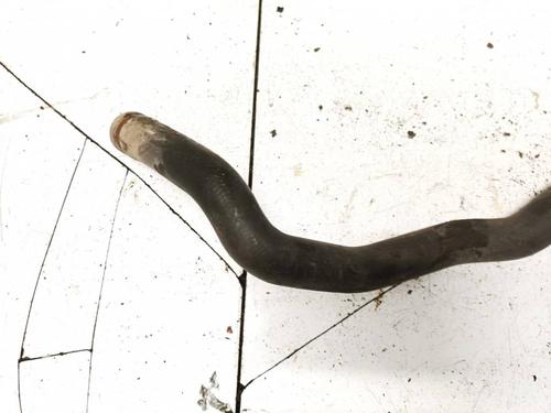 Pipe NISSAN ALMERA II Hatchback (N16) 1.5 | BP32953187M125 - Image 3