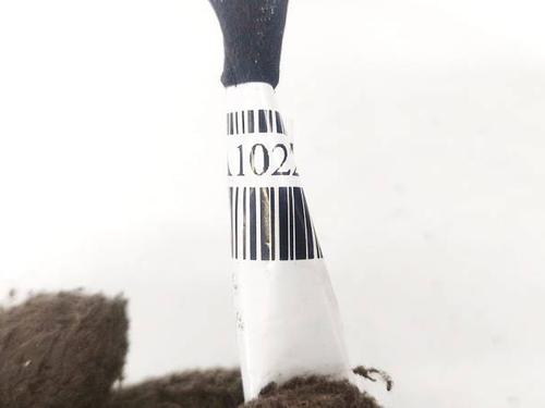 Electronic module CHEVROLET CAPTIVA (C100, C140) 2.0 D | BP35056315M83 - Image 2