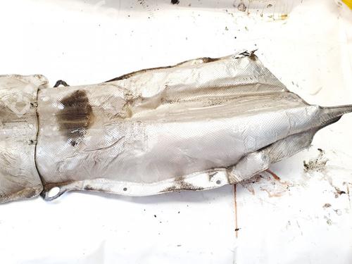 Andre BMW X5 (E53) 3.0 d | BP32913282O1 - Image 2