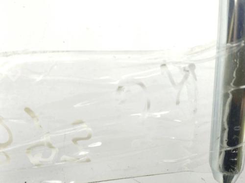 Headrest FORD FOCUS C-MAX (DM2) 1.6 TDCi | BP28891496I31